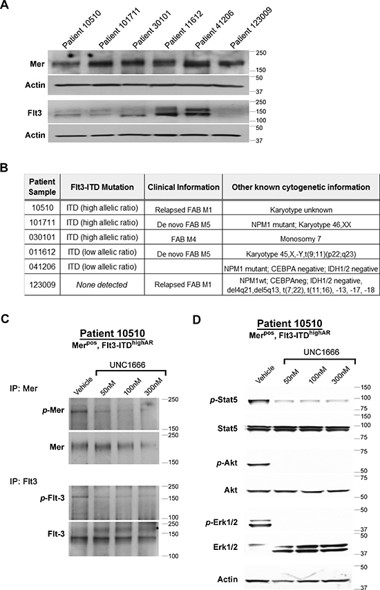 UNC1666 inhibits Mer and Flt3 dependent signaling in AML patient samples.