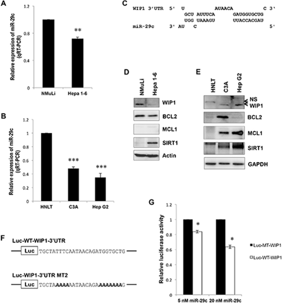 miR-29c is downregulated in liver carcinoma cells and directly targets WIP1.