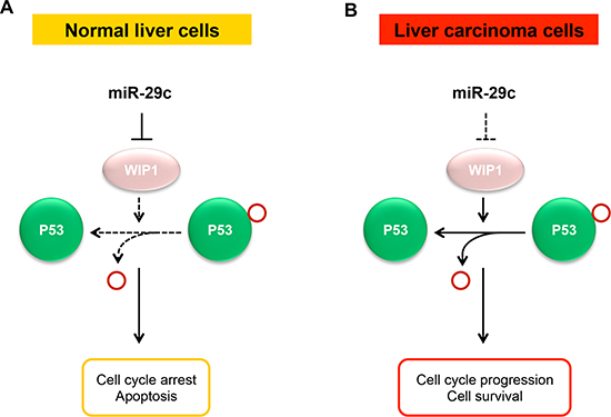 A model for the suppressive role of miR-29c in liver carcinoma.