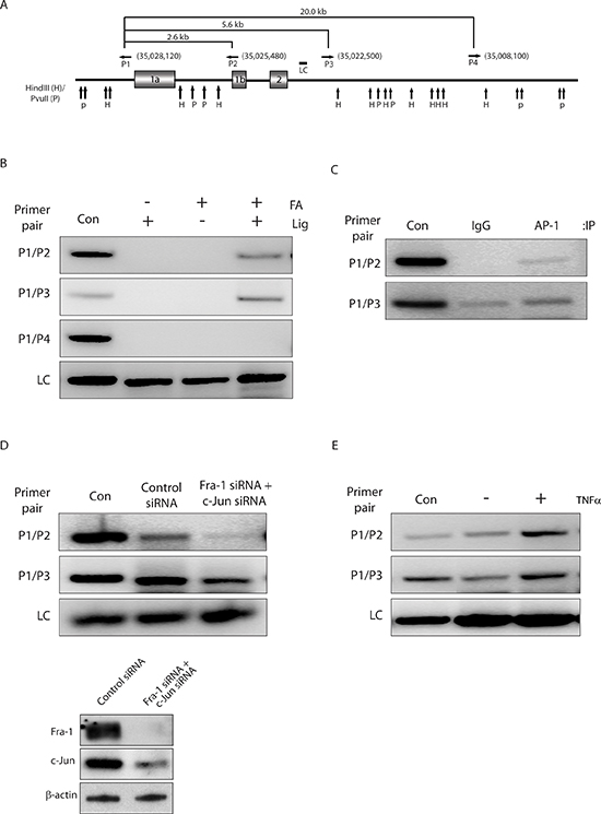 AP-1-mediated chromatin looping regulates ZEB2 transcription.
