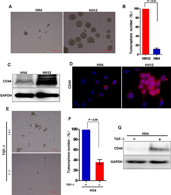 Stem cell-like characters is involved in the EMT process in HNSCC.