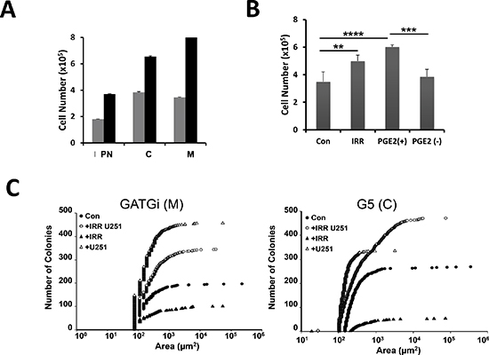 Effect of irradiation on GBM morphology and numbers in vitro; expression of PGE2 receptors in the primary cultures.