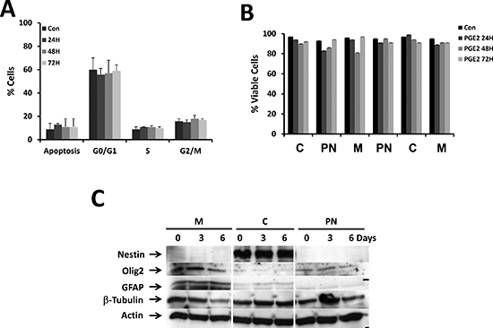 Effect of PGE2 on cell cycle, survival and expression of stemness markers.