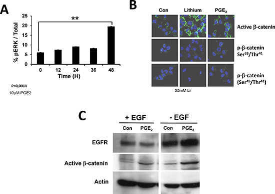 Activation of EGFR receptor monitored by ERK and &#x03B2;-catenin activation.