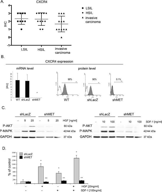 MET receptor downregulation decreases CXCR4 expression and function.