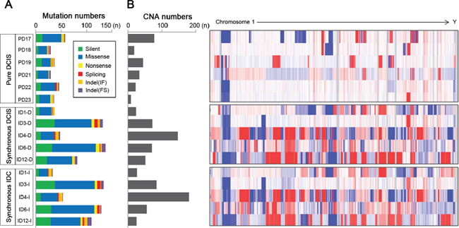 Abundance of somatic mutations and copy number alterations (CNAs) in 6 pure DCIS, 5 synchronous DCIS and 5 synchronous IDC genomes.