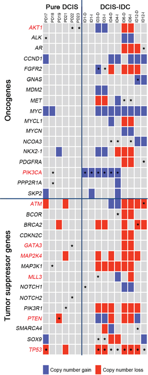 Classification of the somatic mutations and CNAs with respect to the cancer-related functions in the pure DCIS and synchronous DCIS-IDC.