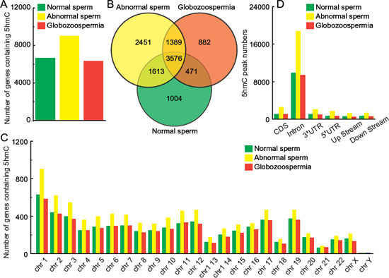 Genomic features of 5hmC in normal, abnormal, and globozoospermia sperm genomes.