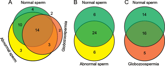 Overlap comparison of 5hmC-containing imprinted genes among normal, abnormal, and globozoospermia sperm by Venn diagrams.
