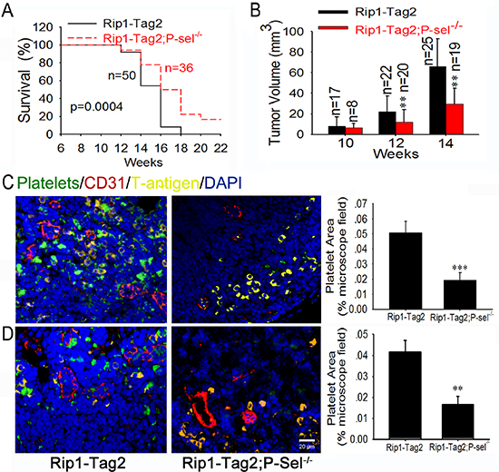 P-selectin mediates platelet deposition and promotes insulinoma growth.