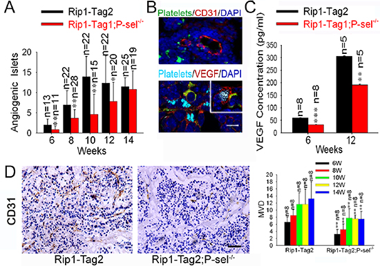 Adherent platelets secrete VEGF, and accelerate angiogenesis.