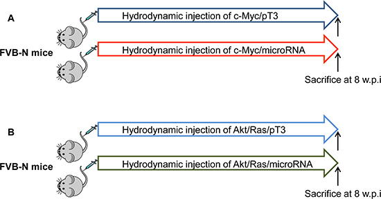 Overall diagram of study design to investigate tumor suppressor activity of miRNA in mice.