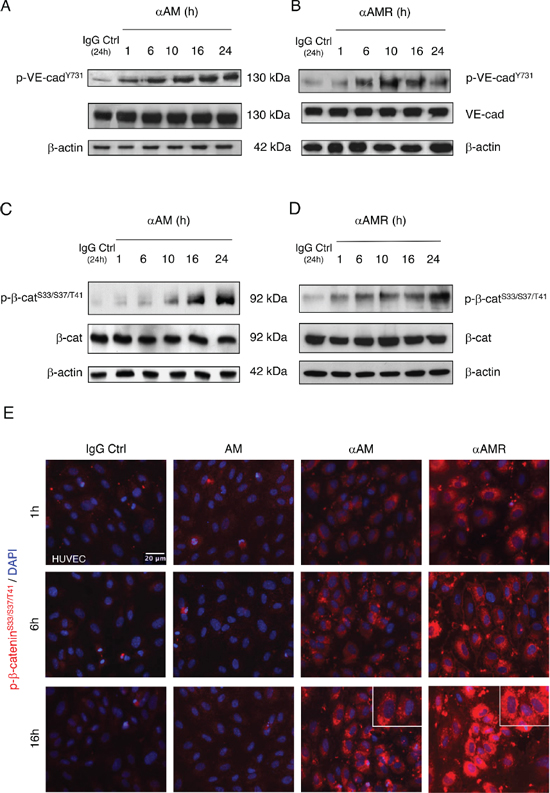 &#x03B1;AM and &#x03B1;AMR induce phosphorylation of Tyr731VE-cadherin and Ser33/Ser37/Thr41&#x03B2;-catenin in HUVECs in vitro.