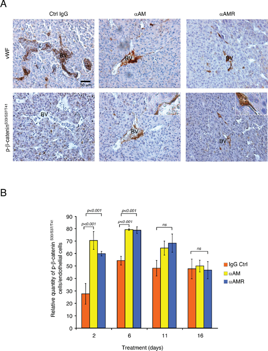 &#x03B1;AM and &#x03B1;AMR induce phosphorylation of &#x03B2;-catenin of vascular endothelial cells in U87 xenografts.