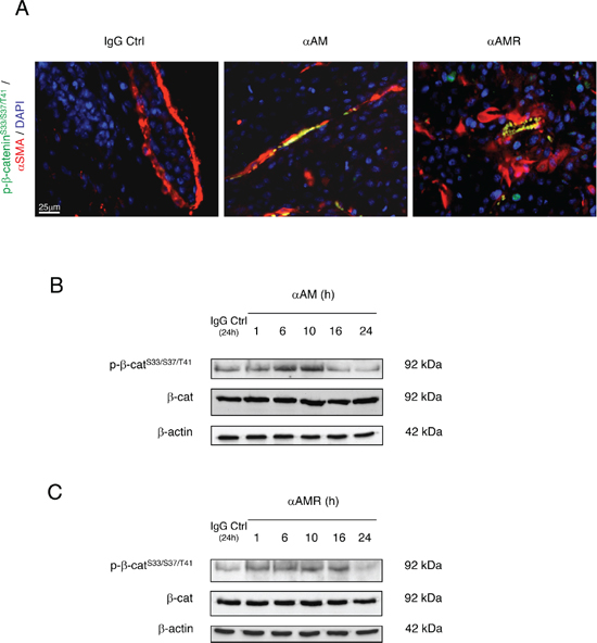 &#x03B1;AM and &#x03B1;AMR induce phosphorylation of Ser33/Ser37/Thr41 &#x03B2;-catenin in pericytes in vivo and in HUVSMCs in vitro.