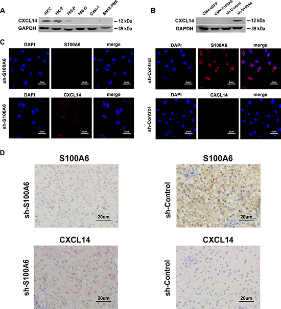 S100A6 was co-expression and co-localization with CXCL14 in cells and the subcutaneous xenograft tumor tissues.
