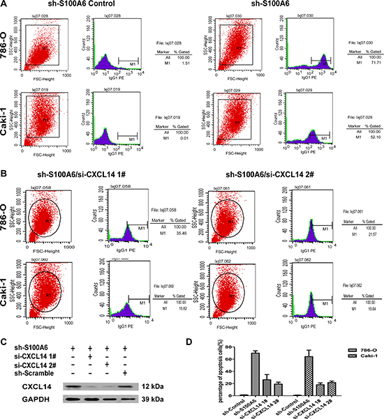 Knockdown of S100A6 activated CXCL14-induced apoptosis.