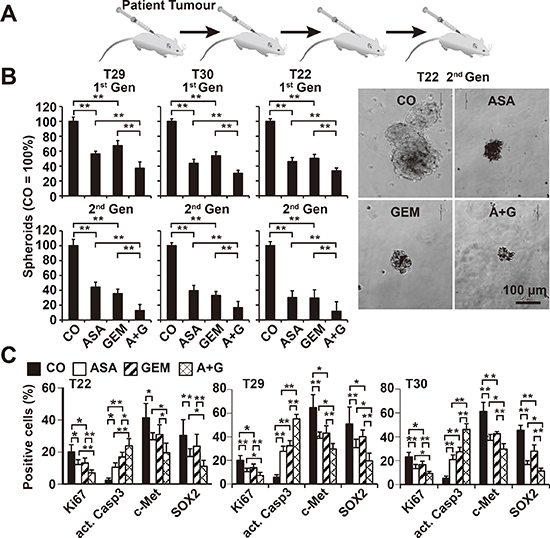 Aspirin inhibits the development of primary CSC spheroids and enhances gemcitabine efficacy.