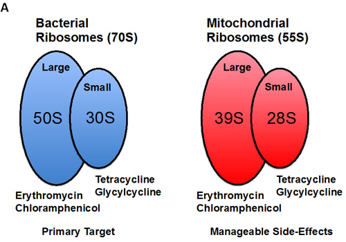 Treating cancer like an infectious disease, with antibiotics.