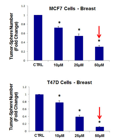 Tigecycline dose-dependently inhibits tumor-sphere formation in MCF7 and T47D cells, two commonly used ER(+) breast cancer cell lines.