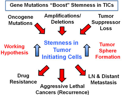A mutation-independent approach to cancer therapy.