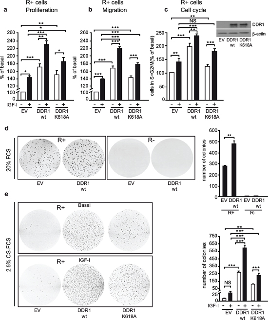 DDR1 expression regulates IGF-I biological effects in non-transformed cells.