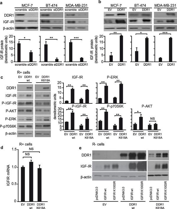 DDR1 level affects IGF-IR protein expression.