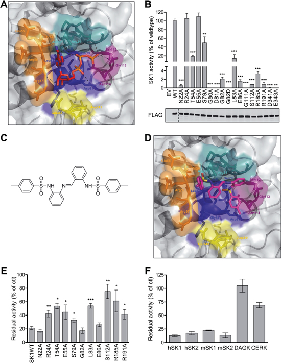 Structural modeling, analysis and virtual screening of the ATP-binding pocket of SK1.
