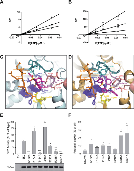 MP-A08 is a novel ATP-competitive inhibitor for SK1 and SK2.