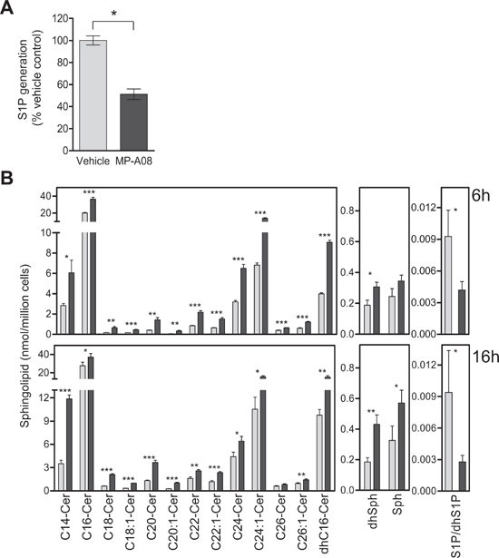 MP-A08 inhibits cellular S1P production, increases levels of sphingosine and ceramides, and alters cell signaling pathways associated with apoptosis and proliferation.