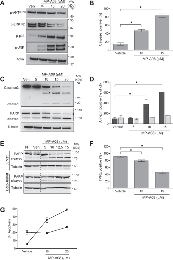 MP-A08 induces apoptosis in a sphingosine kinase-dependent manner.