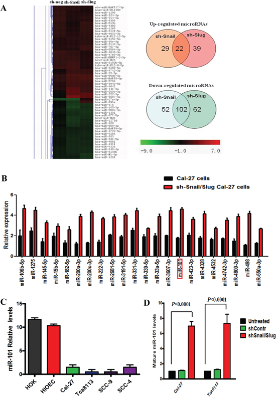 miR-101 was negatively regulated by both Snail and Slug in human OTSCC cells.