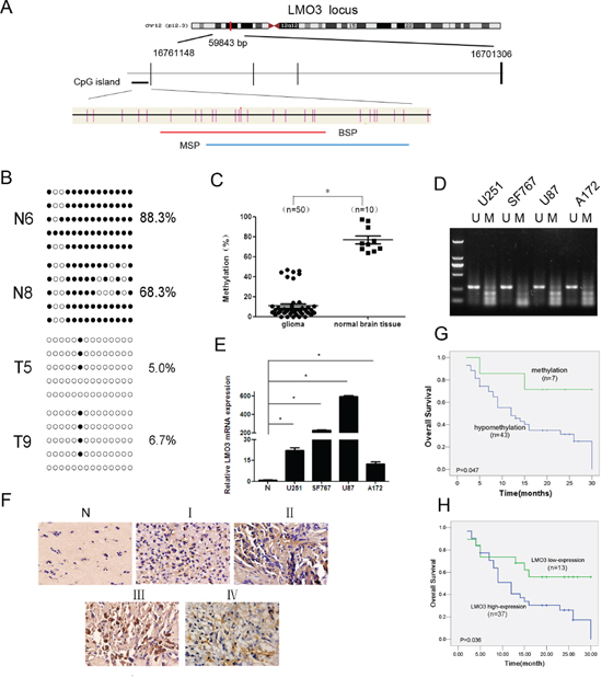 LMO3 is overexpressed due to promoter hypomethylation and is correlated with a poor outcome in gliomas.