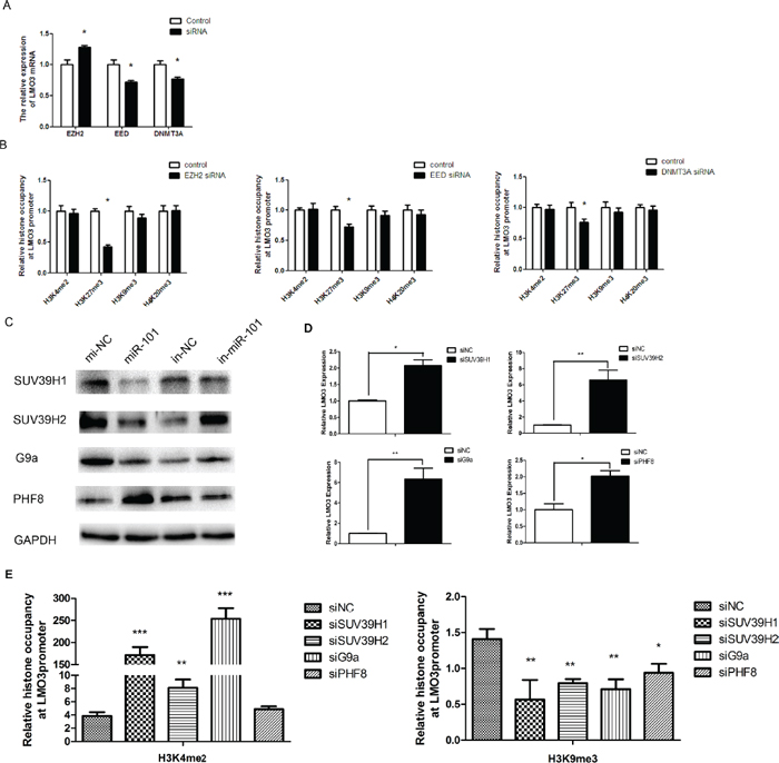 MiR-101 regulates the promoter methylation status of LMO3 through histone modification.