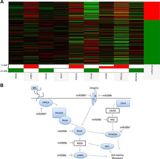 miR-200b-3p and miR-200b-5p synergize to target non-canonical EMT pathway in triple negative breast cancer tumors.