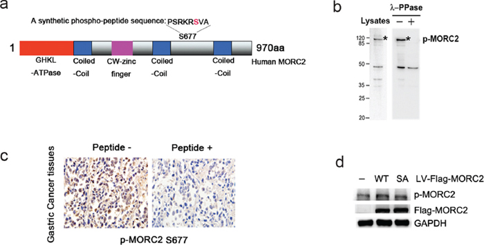PAK1 phosphorylates MORC2 at Ser-677 in intact cells.