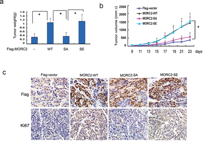 Defective phosphorylation of MORC2 at Ser-677 results in attenuated tumorigenesis in gastric cancer cells.