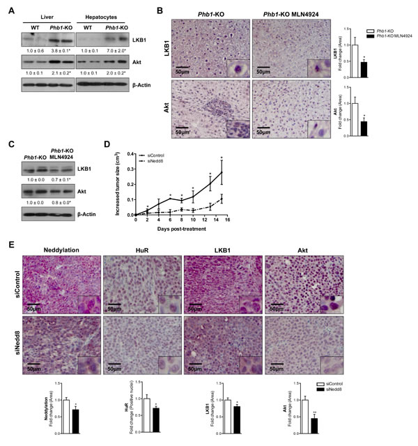LKB1 and Akt levels are dependent of neddylation in HCC mice models.