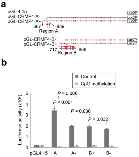 Regulation of CRMP4 promoter activity by CpG modification.