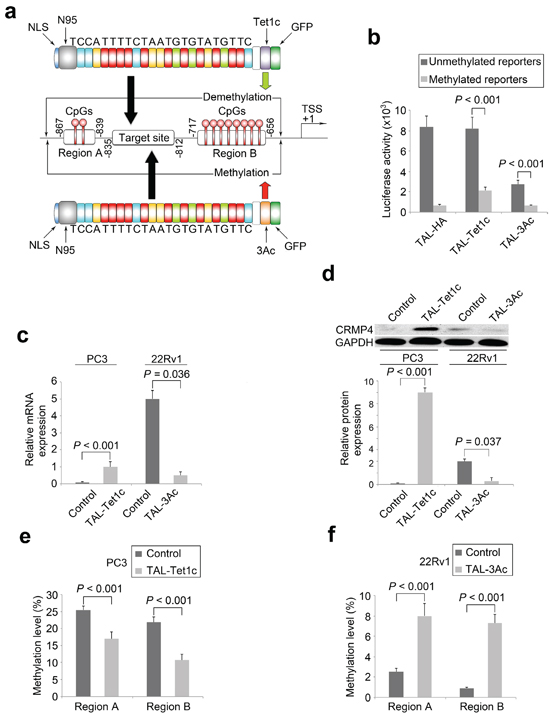 Locus-specific modulation of CRMP4 expression by dTALEs.