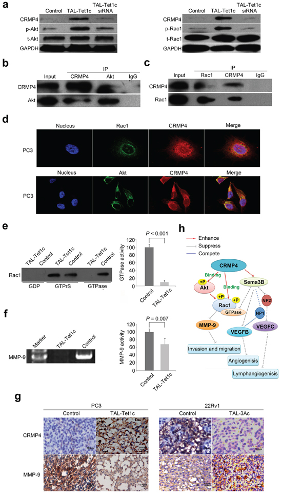 Akt-Rac1-MMP9 signaling pathway in CRMP4-mediated suppression of metastasis.