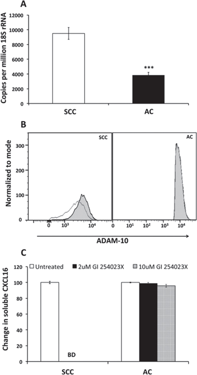 ADAM 10 expression after CXCL16 stimulation and release of CXCL16 after ADAM 10 inhibition in LuCa cells.