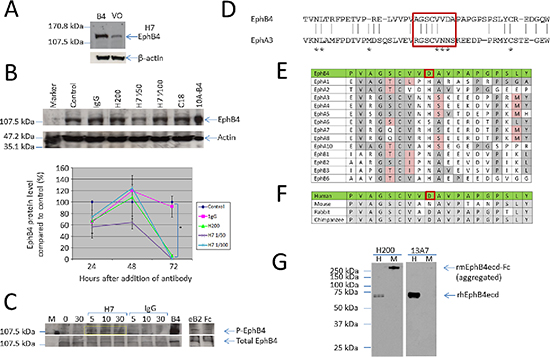 Peptide specific antibodies identify EphB4, cause EphB4 protein phosphorylation and degradation.