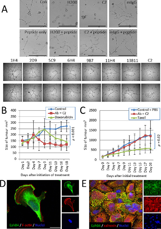 Antibody C2 is effective against MDA-MB-231 cells with surface EphB4 expression.