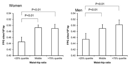 Levels of FPG-sensitive sites in PBMCs from subjects stratified into WHR level being less than the 25% quartile, middle or more the 75% quartile for the sex.