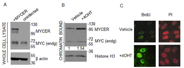 MCF10A-MYCER cells: a model for MYC deregulation.
