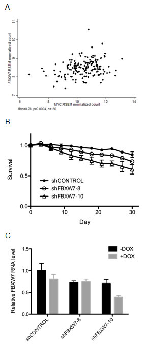 T47D breast cancer-derived cells are selectively sensitive to FBXW7 knockdown.