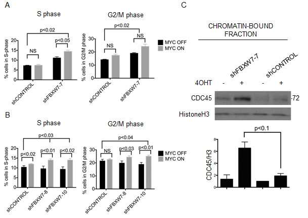 MYCER stabilization results in accumulation of cells in S/G2 phase and chromatin-bound CDC45.