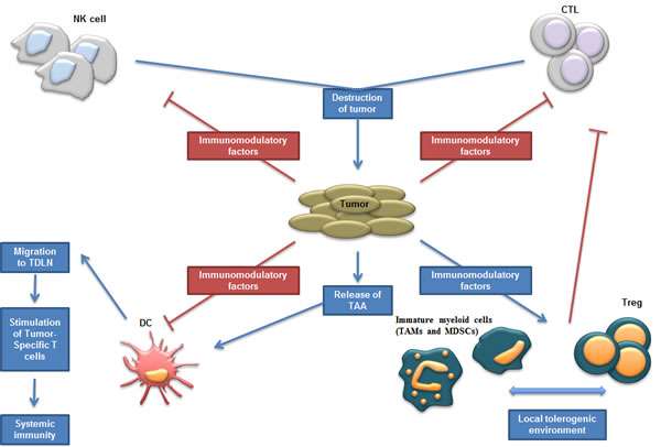 Schematic representation of tumor environment; interactions between tumor and immune cells.