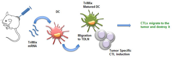 mRNA encoding for TriMix as a tool for intratumoral immunization.